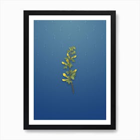 Vintage Common Cytisus Botanical on Bahama Blue Pattern n.0469 Art Print