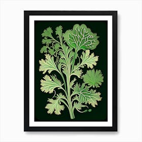 Cilantro Herb Vintage Botanical Art Print