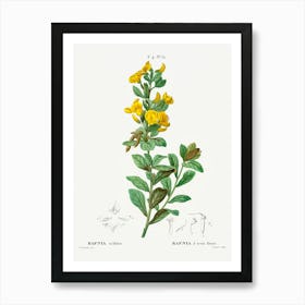 Rafnia Triflora, Pierre Joseph Redoute Art Print