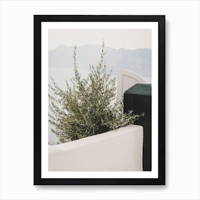 Olive Tree In Villa Art Print