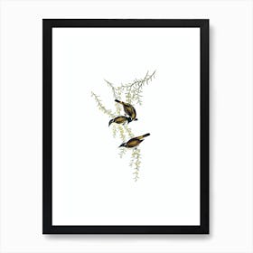 Vintage White Throated Honeyeater Bird Illustration on Pure White n.0030 Art Print