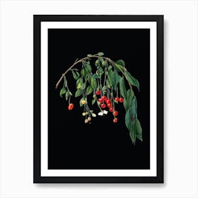 Vintage Visciola Cherries Botanical Illustration on Solid Black n.0663 Art Print
