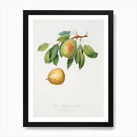 Pear (Pyrus Butyra) From Pomona Italiana (1817 1839), Giorgio Gallesio Art Print