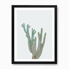 Cool Toned Cactus Art Print