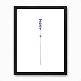 Lavender Art Print