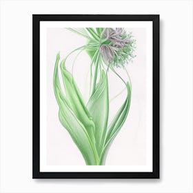 Angelica Herb Pencil Colour Art Print