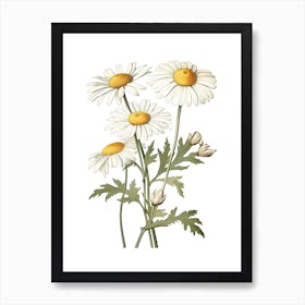 Chamomile Vintage Botanical Herbs 3 Art Print