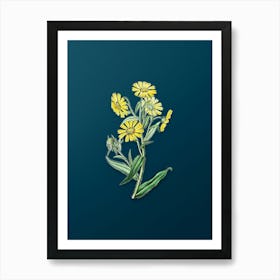 Vintage Madia Flower Botanical Art on Teal Blue n.0173 Art Print
