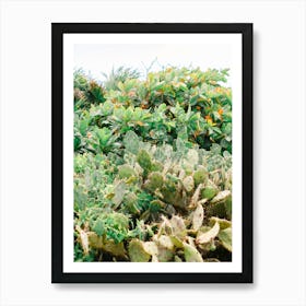 Cactus in Mexico  Art Print