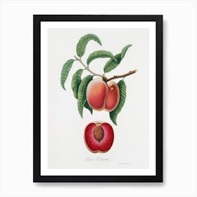 Carrot Peach (Persica Carota) From Pomona Italiana (1817 - 1839), Giorgio Gallesio Art Print