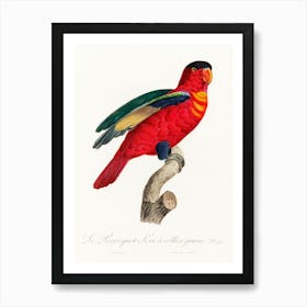 The Purple Naped Lory From Natural History Of Parrots, Francois Levaillant Art Print