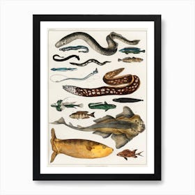 Collection Of Various Fishes, Oliver Goldsmith 2 Art Print