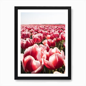 Tulip Field In Holland Art Print