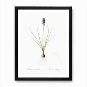 Grape Hyacinth Illustration From Les Liliacées (1805), Pierre Joseph Redoute 1 Art Print