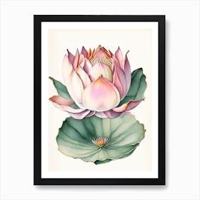 Double Lotus Watercolour Ink Pencil 1 Art Print