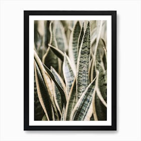 Snake Plant Art Print