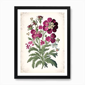 Sweet William 1 Floral Botanical Vintage Poster Flower Art Print