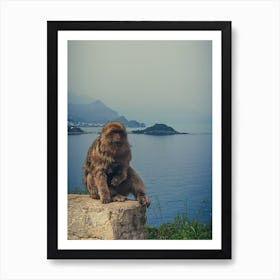 Monkey Sitting On A Rock Art Print