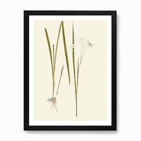 Allium Schoenoprasum Art Print