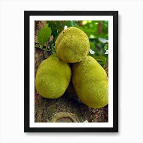 Jackfruits On A Tree Art Print