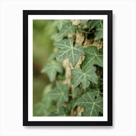 Green Ivy Leaves Climbing Up A Tree // Nature Photography Art Print