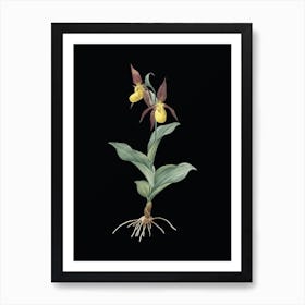 Vintage Lady's Slipper Orchid Botanical Illustration on Solid Black n.0172 Art Print