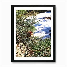 Pine Tree In Snow Art Print