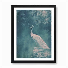 Vintage Peacock By The Lake Cyanotype Inspired 1 Art Print