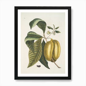 Guava Fruit Art Print