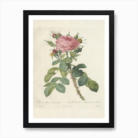 Rose Illustration, Pierre Joseph Redoute (49) Art Print