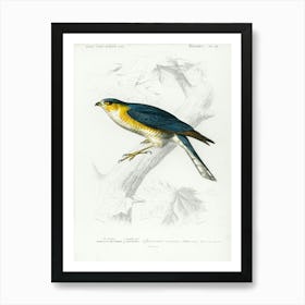 Eurasian Sparrowhawk (Accipiter Nisus), Charles Dessalines D' Orbigny Art Print