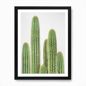 Cactus 2 Art Print