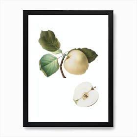 Vintage Astracan Apple Botanical Illustration on Pure White n.0344 Art Print