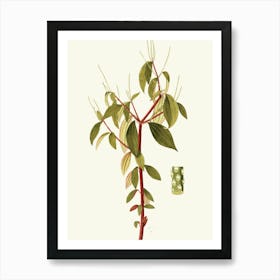 Rhododendron 6 Art Print