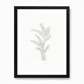 Fir Branch Pencil Sketch Art Print