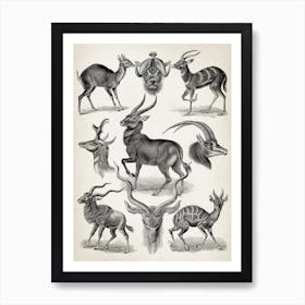 Vintage Haeckel 20 Tafel 100 Antilopen Art Print