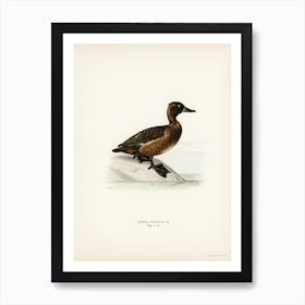 Ferruginous Duck Female, The Von Wright Brothers Art Print