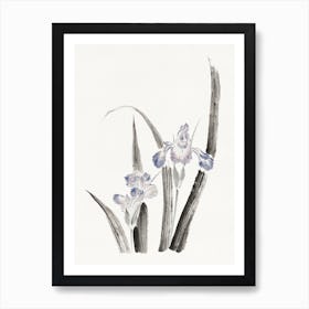 Japanese Iris Flower, Katsushika Hokusai Art Print