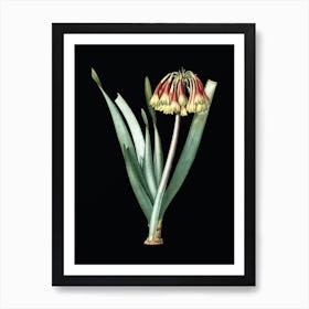 Vintage Knysna Lily Botanical Illustration on Solid Black n.0272 Art Print