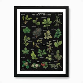 Trees of Britain Noir Illustrated Art Print Art Print