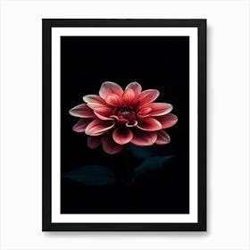 Dahlia Flower 16 Art Print