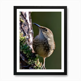 House Wren -Reimagined 14 Art Print