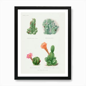 Assorted Cacti, Familie Der Cacteen Art Print