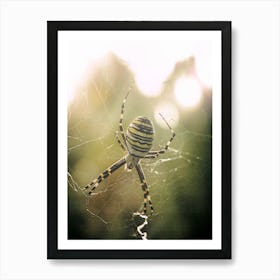 A Spider In Its Web Art Print