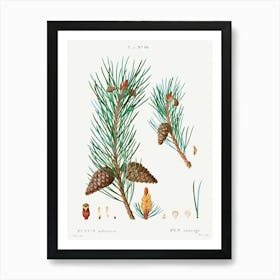 Scots Pine, Pierre Joseph Redoute Art Print