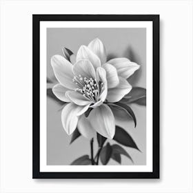 Lilac B&W Pencil 3 Flower Art Print