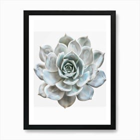 Succulent Flower Art Print