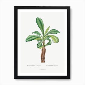 Euphorbia Lophogona, Pierre Joseph Redoute Art Print