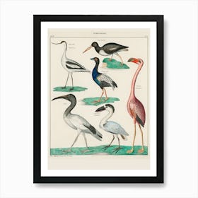 Birds Of The World Art Print