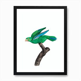 Vintage Marigold Parakeet Bird Illustration on Pure White Art Print